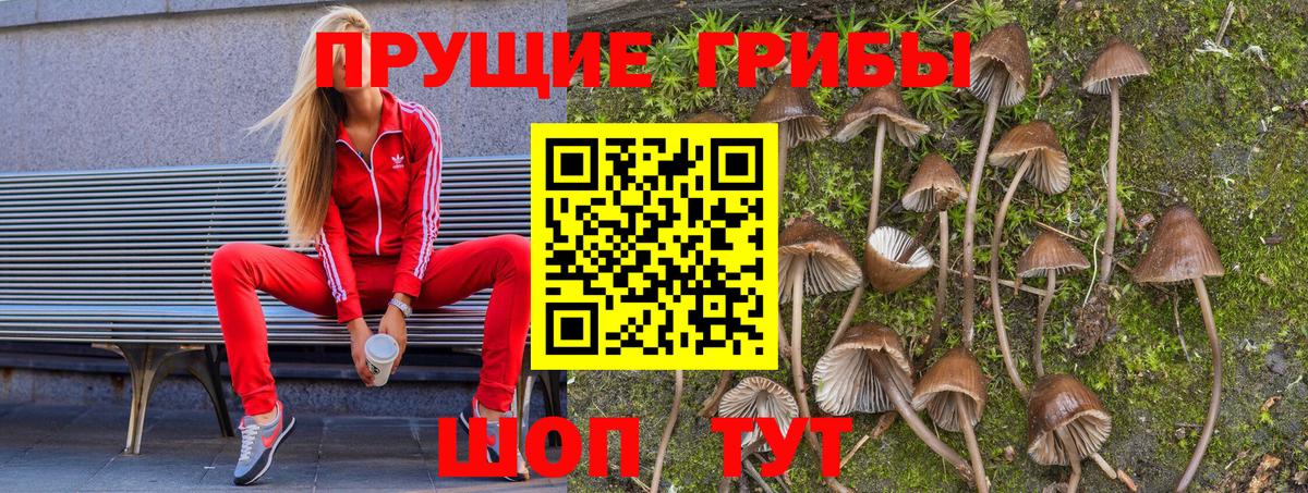 Галлюциногенные грибы Psilocybine cubensis Светлоград